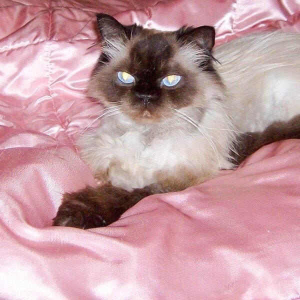Himalayan Cats: A Journey of Love and Fluff