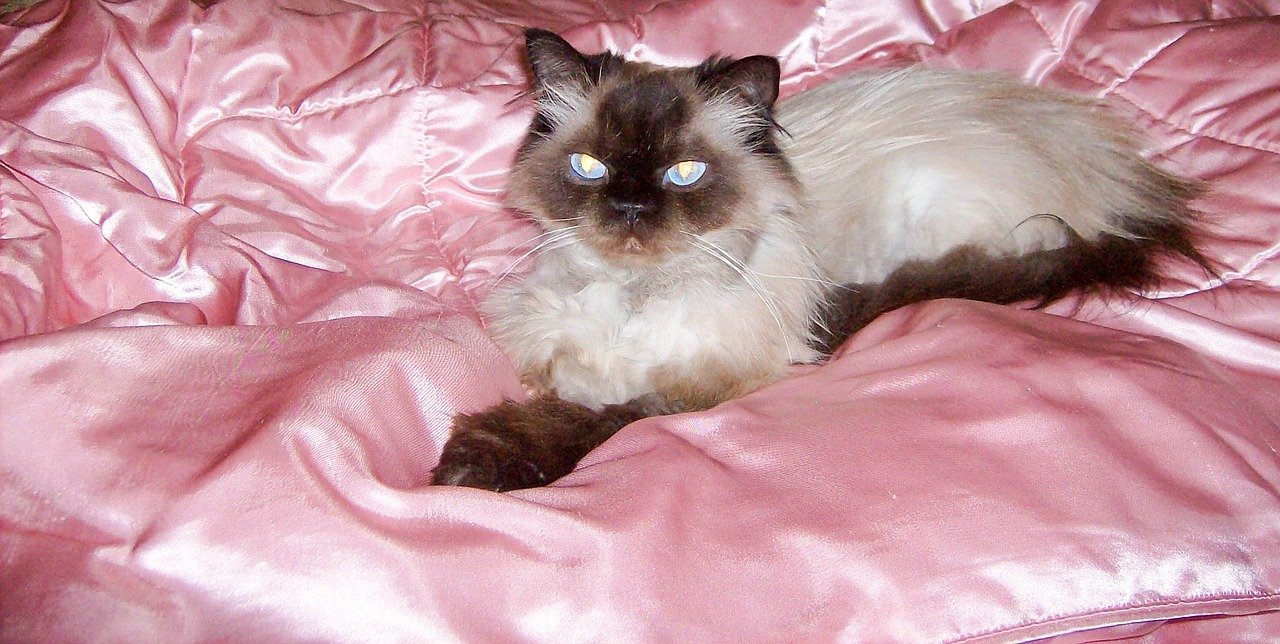 Himalayan Cats: A Journey of Love and Fluff